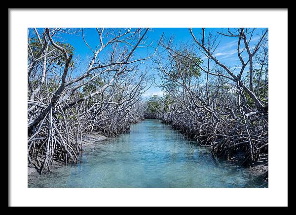 Mangrove Kayak Trail Adventure