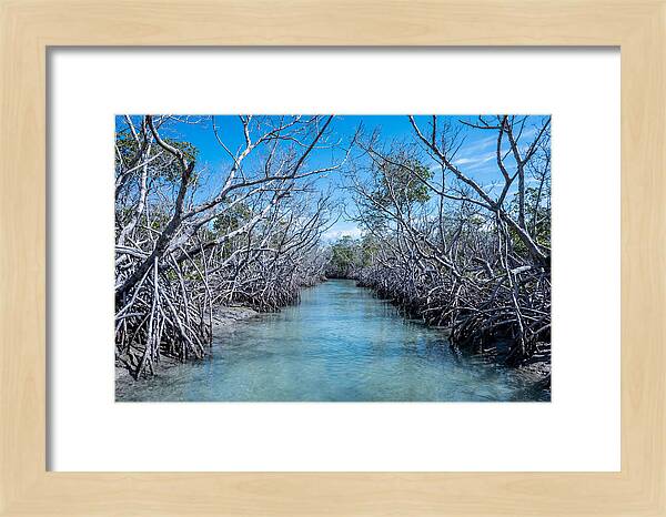 Mangrove Kayak Trail Adventure