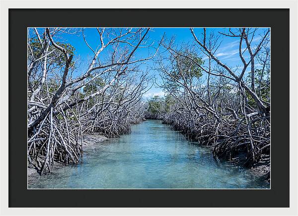 Mangrove Kayak Trail Adventure