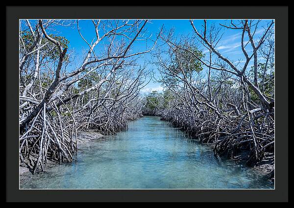 Mangrove Kayak Trail Adventure