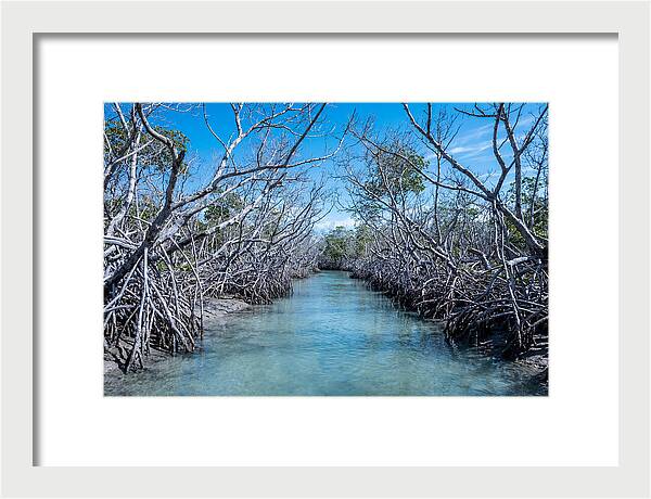 Mangrove Kayak Trail Adventure