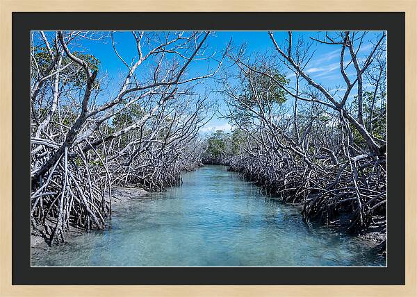 Mangrove Kayak Trail Adventure