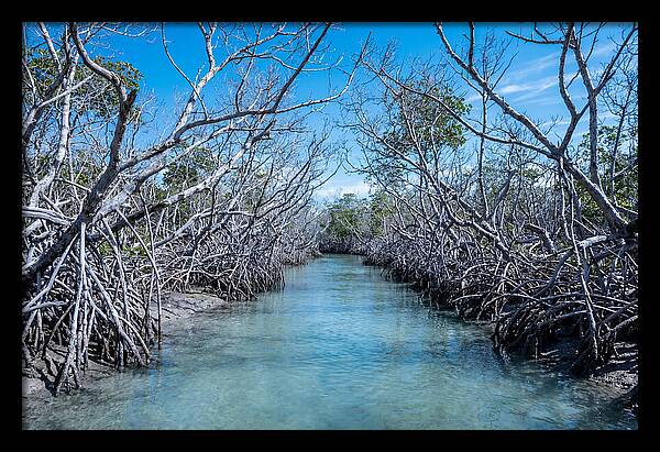 Mangrove Kayak Trail Adventure