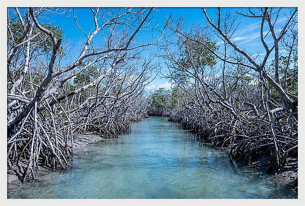Mangrove Kayak Trail Adventure