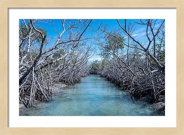 Mangrove Kayak Trail Adventure