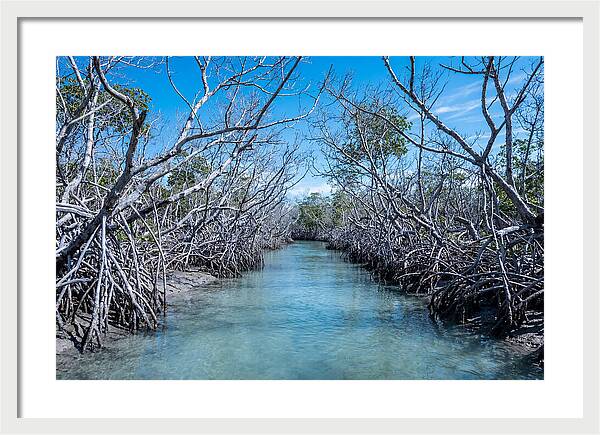 Mangrove Kayak Trail Adventure