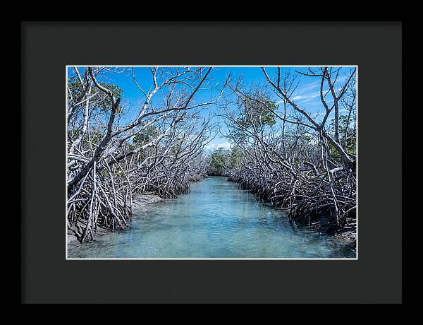 Mangrove Kayak Trail Adventure