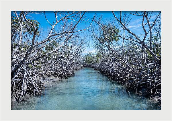 Mangrove Kayak Trail Adventure
