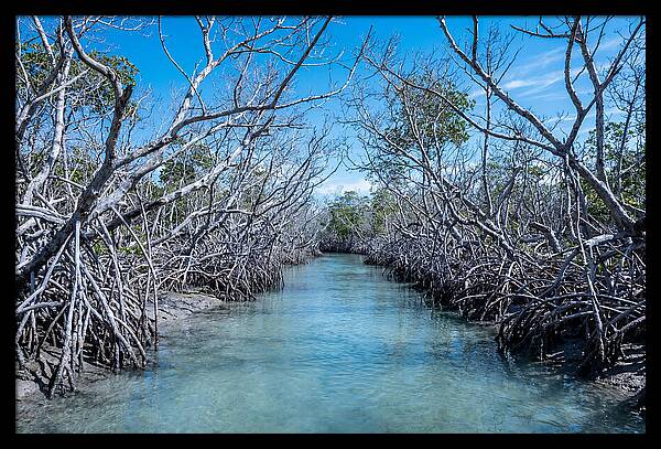 Mangrove Kayak Trail Adventure