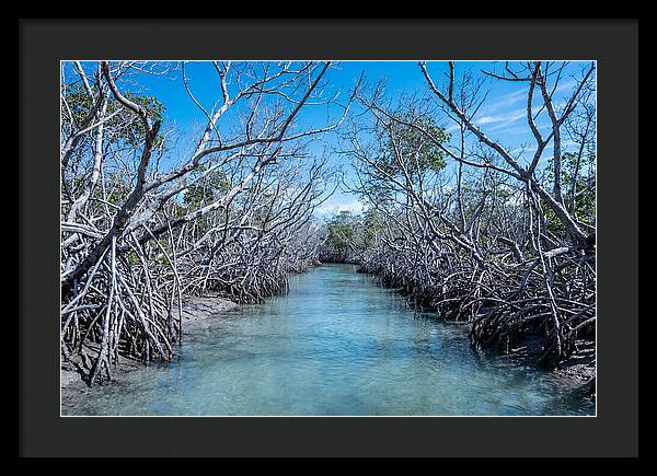 Mangrove Kayak Trail Adventure