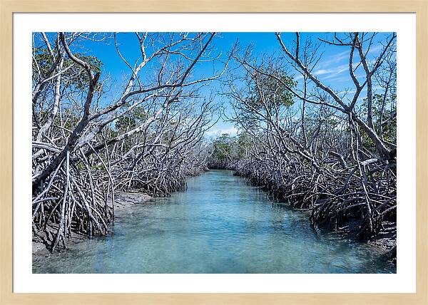 Mangrove Kayak Trail Adventure