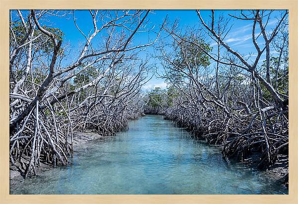 Mangrove Kayak Trail Adventure