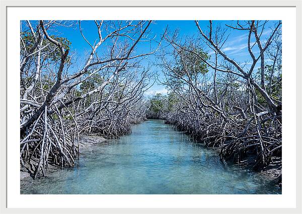 Mangrove Kayak Trail Adventure