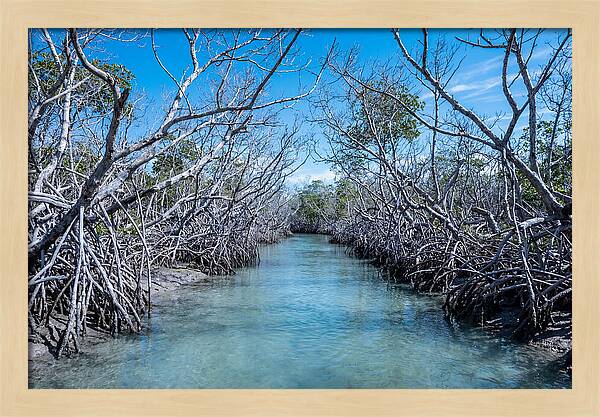 Mangrove Kayak Trail Adventure