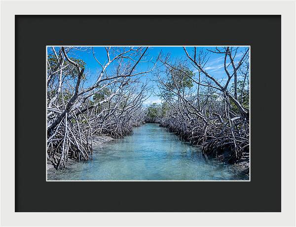 Mangrove Kayak Trail Adventure