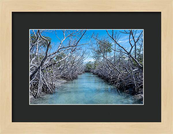 Mangrove Kayak Trail Adventure