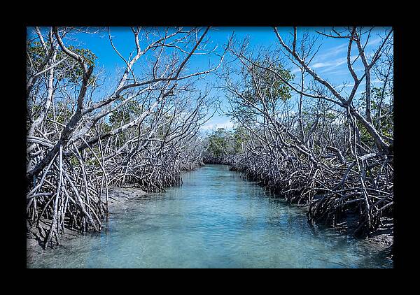 Mangrove Kayak Trail Adventure