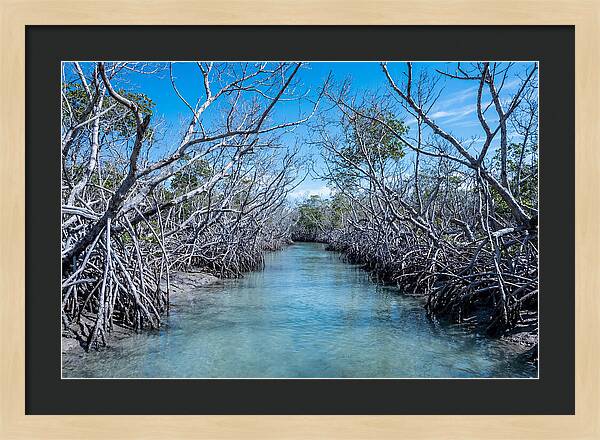 Mangrove Kayak Trail Adventure