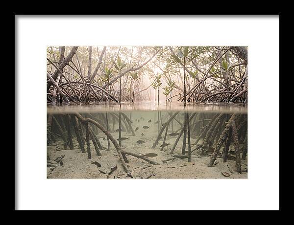 Mangrove Nursery Serenity