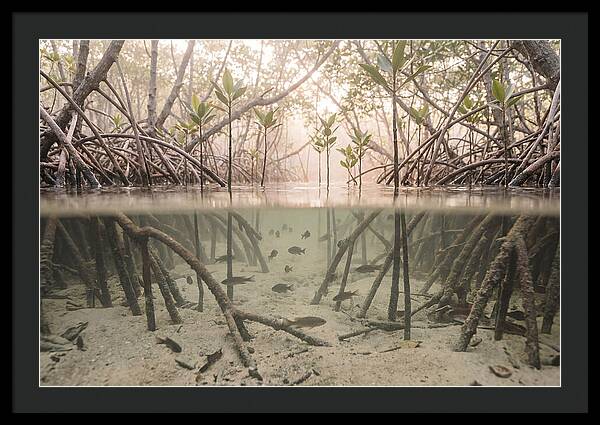 Mangrove Nursery Serenity
