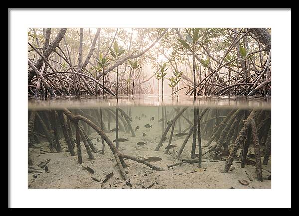 Mangrove Nursery Serenity