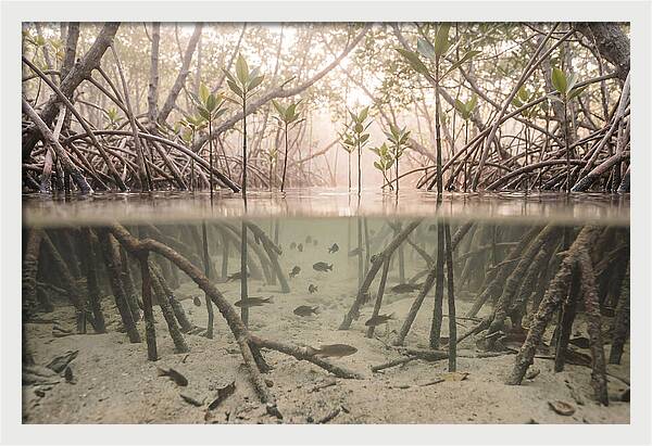 Mangrove Nursery Serenity