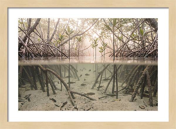 Mangrove Nursery Serenity