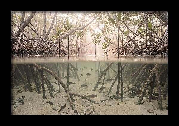Mangrove Nursery Serenity