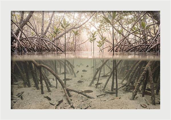 Mangrove Nursery Serenity