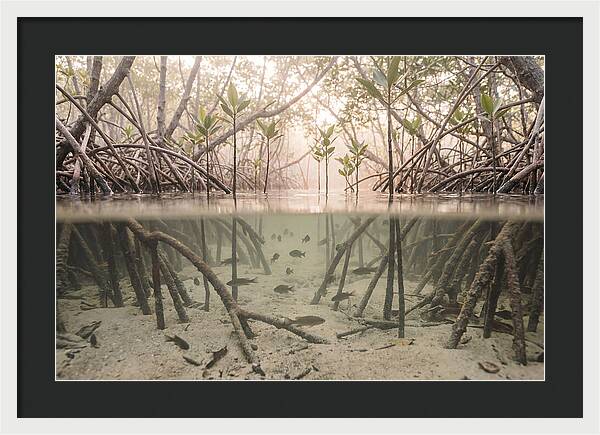 Mangrove Nursery Serenity