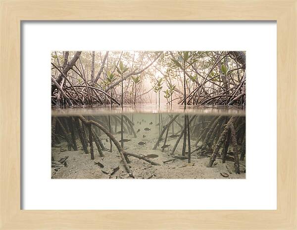 Mangrove Nursery Serenity