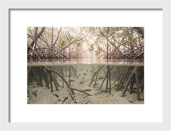 Mangrove Nursery Serenity