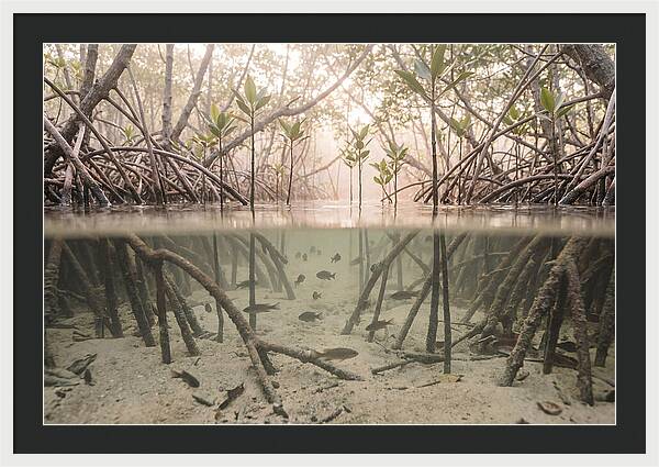 Mangrove Nursery Serenity