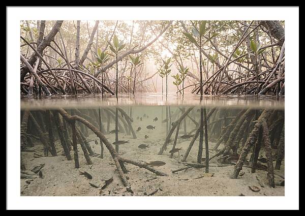 Mangrove Nursery Serenity