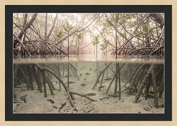 Mangrove Nursery Serenity