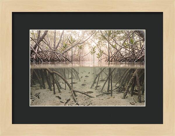Mangrove Nursery Serenity