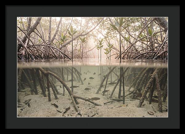Mangrove Nursery Serenity