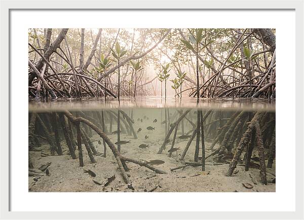 Mangrove Nursery Serenity