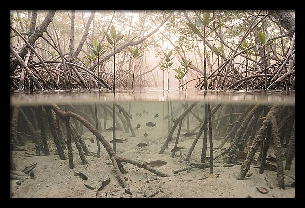 Mangrove Nursery Serenity