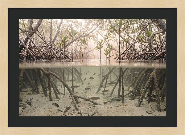 Mangrove Nursery Serenity
