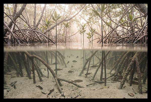 Mangrove Nursery Serenity