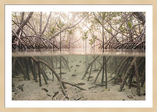 Mangrove Nursery Serenity