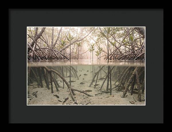 Mangrove Nursery Serenity