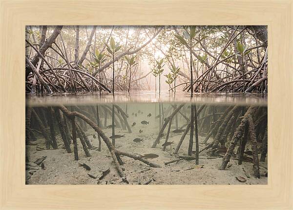 Mangrove Nursery Serenity