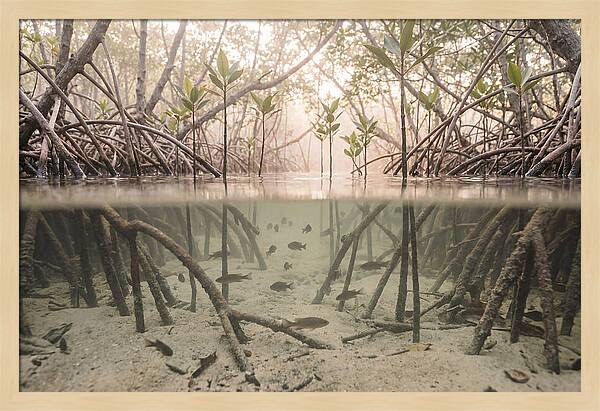 Mangrove Nursery Serenity