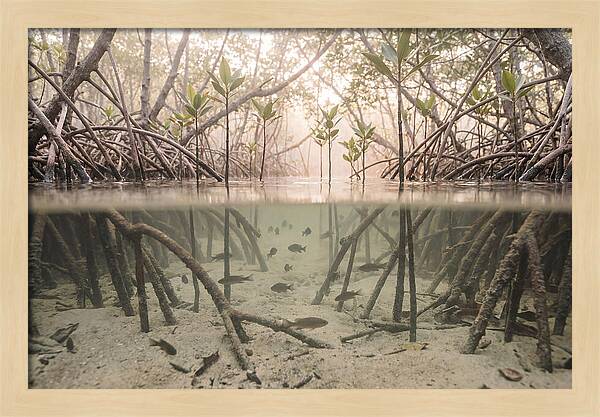 Mangrove Nursery Serenity