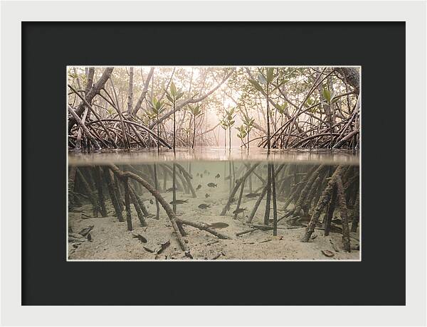 Mangrove Nursery Serenity