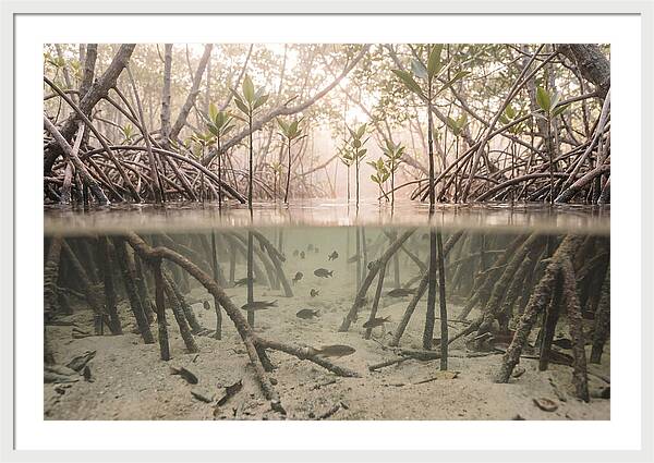 Mangrove Nursery Serenity