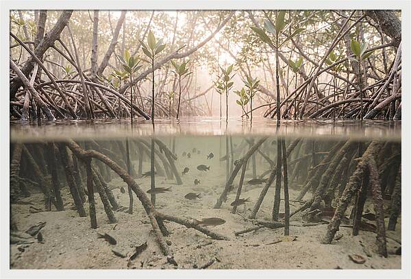 Mangrove Nursery Serenity