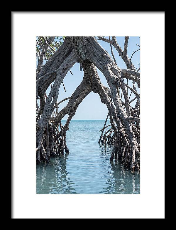 Mangrove Roots Archway